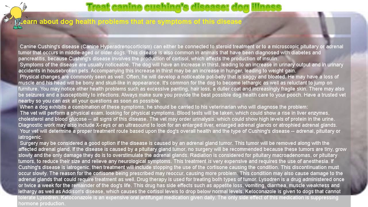 How to Treat canine cushing's disease dog illness YouTube