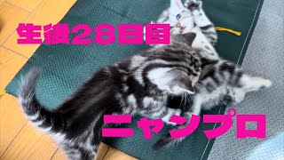 生後28日目　ニャンプロ　だんだん個性が出てきた