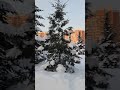 У ЛЕСА НА ОПУШКЕ !Рождество #Ёлочки #Парк Радуга #Зимний вечер #Вечерняя прогулка#С Новым Годом!