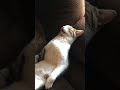 Hilarious cat sleeps in recliner chair