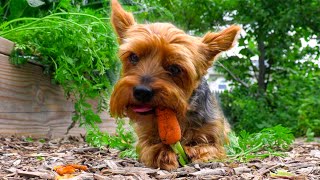 AMAZING DOG, Watch Him Harvest His Own Veggies from the Garden (TUCK'S OFFICIAL VIDEO)