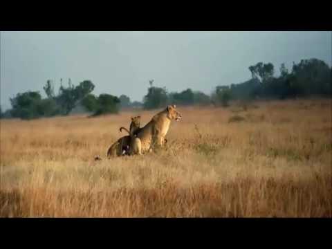 რა არის ფიქრი?!