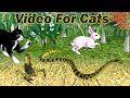 Cat games  catching scorpion rabbit snake cats for cats to watch