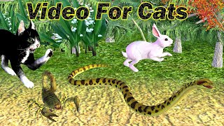 Cat games  Catching Scorpion, Rabbit, Snake! Cat Videos for Cats to Watch