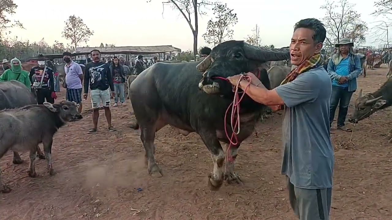 21กพ69ตลาด อ.ภูเวึยง จ.ขอนแก่น