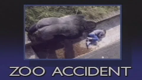 The Urban Gorilla - Child falls into gorilla pit at zoo