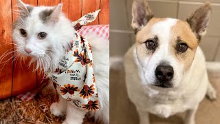 Pets of the Week 11/30/20