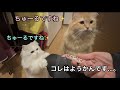 猫らになんか誤解されて付きまとわれた話