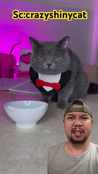 PECAH DEH GELAS KESAYANGAN PRINCESS!? #cat #funny #cute #comedy #shorts