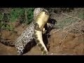 3 видео Ягуар против Крокодила 2019 Jaguar vs Crocodile