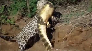 3 видео Ягуар против Крокодила 2019 Jaguar vs Crocodile