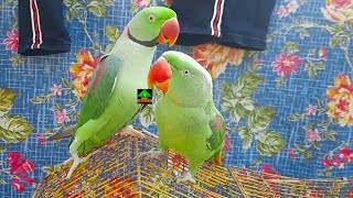 Daily Cute And Funny Moments Of Talking Parrots