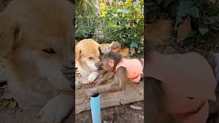 Monkey and dog #monkey #monkeysr #monkeysworld #babymonkeybobby #babyprimate #monkeybehavior