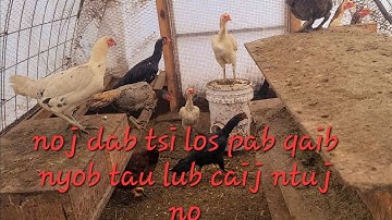 noj dab tsi los pab qaib nyob tau lub caij ntuj no | Qaib Ej li Ej | ไก่ชน | Pakoi | Ganoi | Aseel |