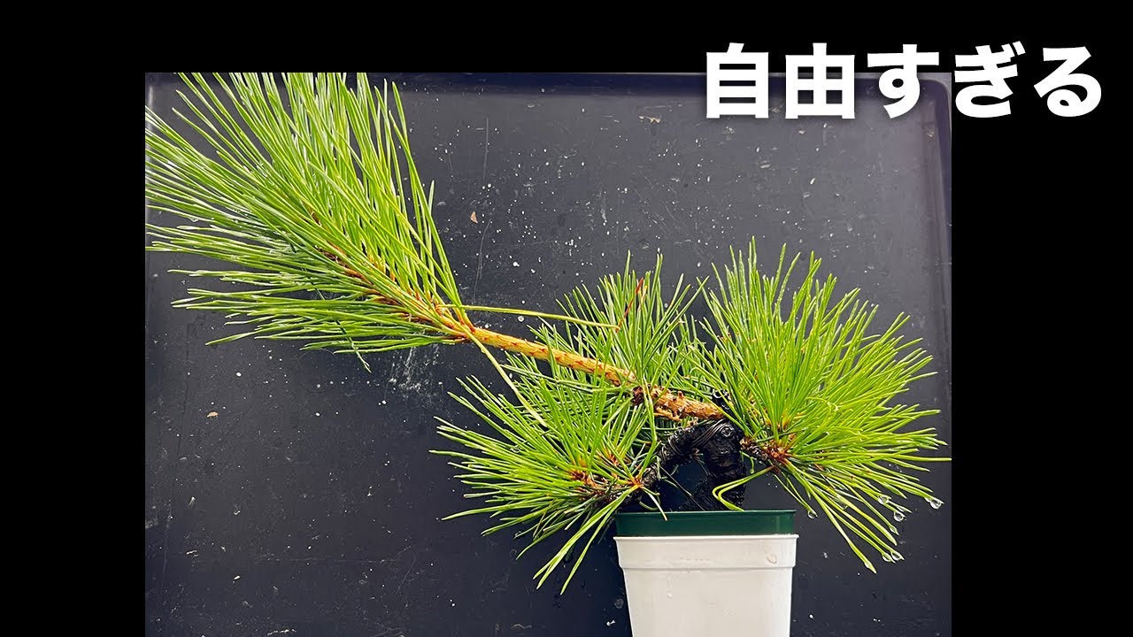 KRM4】春から放置し続けたらモフモフになっていた黒松の手入れ #盆栽