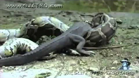 ¿Qué serpiente puede comerse a un cocodrilo?