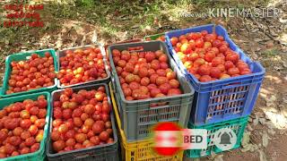 టమాటో ఫార్మింగ్, tomato farming