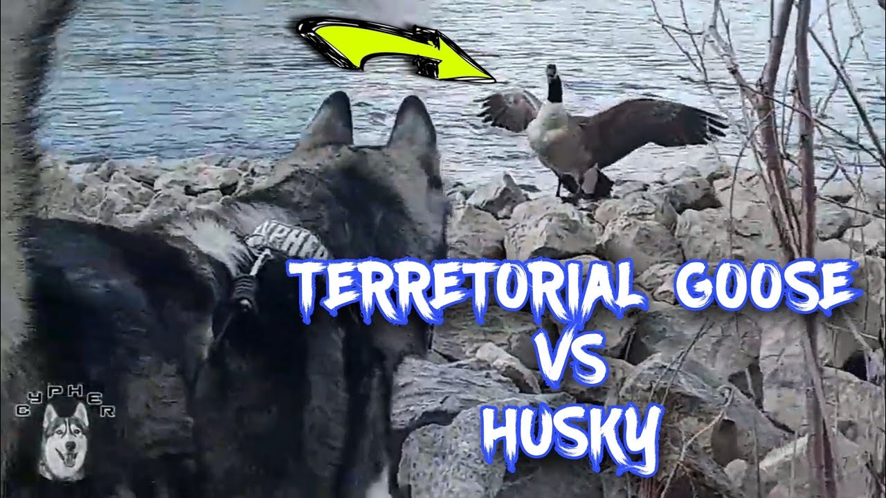 territorial canada goose | funny goose vs husky  | CYPHER ALUSKY