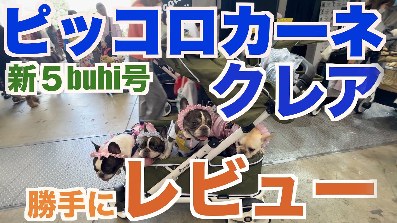 ピッコロカーネ クレアレビュー 【 フレンチブルドッグ french_bulldog