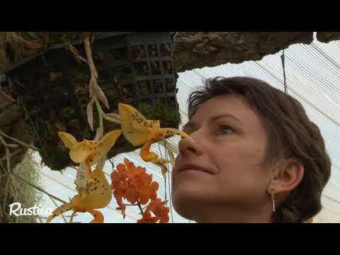 Vidéo: Orchidée En Argile Expansée : Secrets De Culture. Comment Arroser Et Planter ? Avez-vous Besoin D'argile Expansée Pour Une Orchidée?