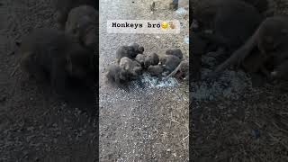 Monkeys 😔#subscribe #monkey #youtubeshorts #viral #shorts #share #love #india #explorepage