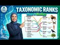 Taxonomic Ranks Explained | Class 9 Biology Chapter 2 | Biodiversity | SSCC Academy