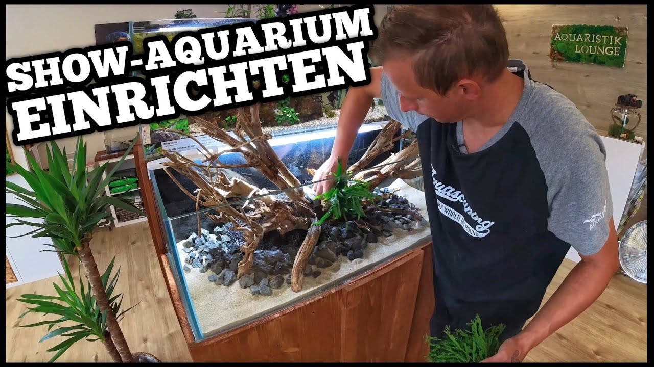 Teich Neu Befüllt Wann Dürfen Fische Rein SHOW-AQUARIUM in der Aquaristik Lounge EINRICHTEN | welche FISCHE rein