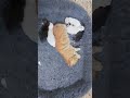 متابعه كيوت