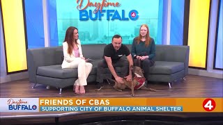 Daytime Buffalo with Friends of CBAS and Hounds and Hops