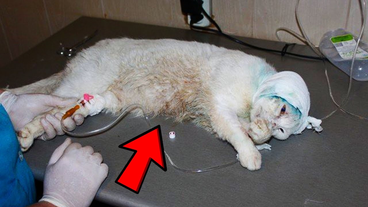 Снотворное для кошек