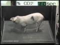 CO2 bedwelming bij slachtvarkens