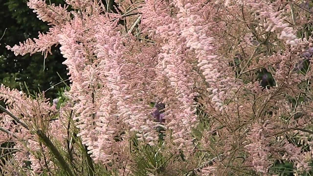 Tamarix ramosissima 'Pink Cascade'