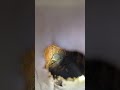 beautiful family of birds