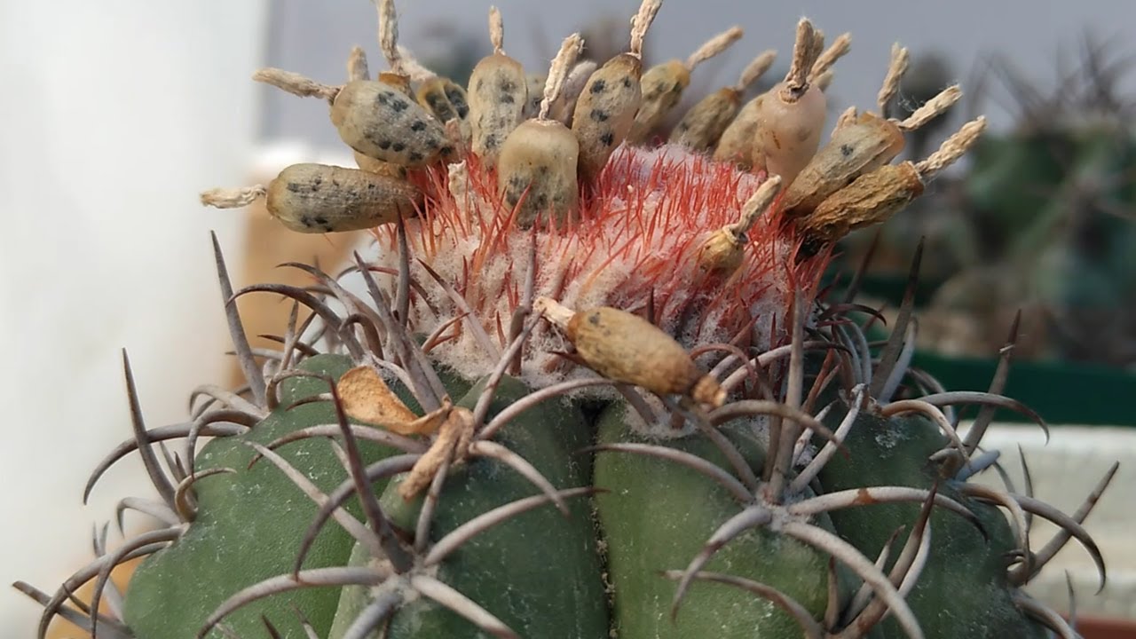¡Cultiva tus propios Melocactus matanzanus! 🌵