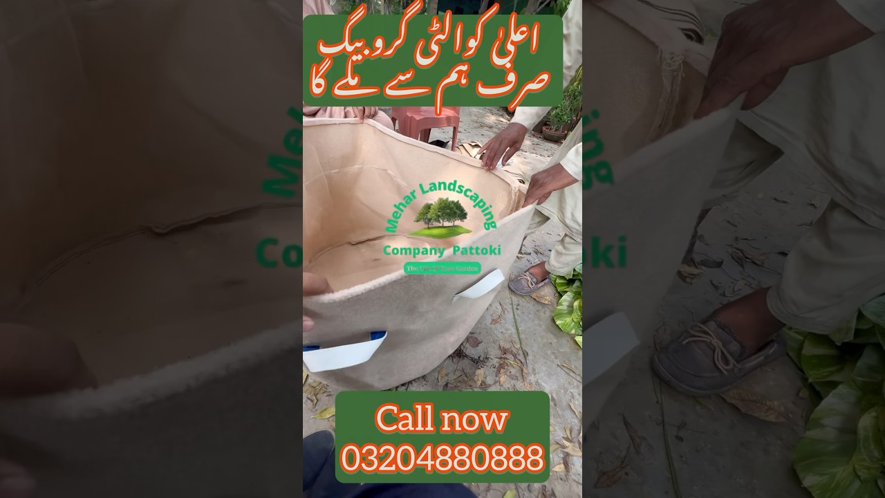 Grow Fresh Winter Vegetables in Grow Bags | Rooftop Gardening Ideas 