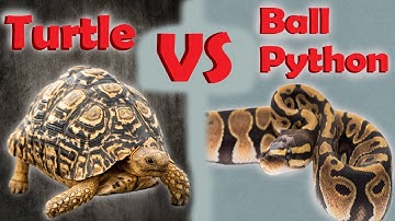 Reptile RAP BATTLES || Ball Python VS Turtle