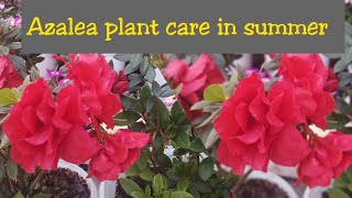 All about summer care of Azalea Plant|| Most beautiful plant Azaleas|| winter plant