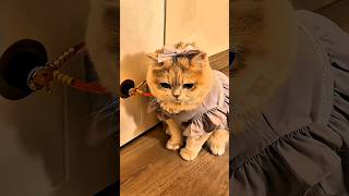 Cute Cat Got A Golden Locket surprise 🥰😍#shorts