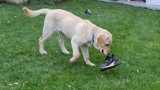 Funny Labrador Retriever Puppy Playing with a Shoe
