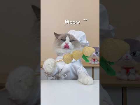 Videó: A Twitteres macska! És más macskahangok.