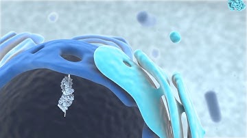 miRNA biogenesis and mode of action