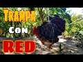 trampa de aves con red, maya o atarraya.