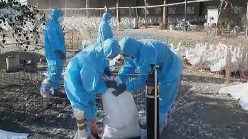 Dịch cúm gia cầm H5N1 lan rộng, 5 trại chăn nuôi tại Chương Hóa đều nhiễm dịch