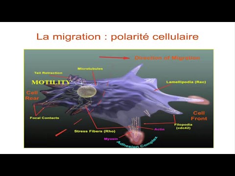 Vidéo: Différence Entre La Migration Cellulaire Et L'invasion