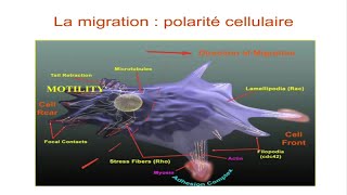 Différence entre la migration cellulaire et l'invasion