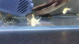 魚記事1070723