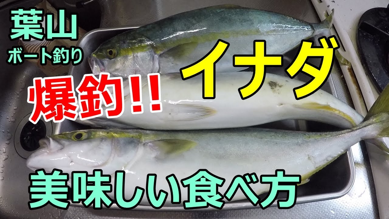 葉山ボート釣りで急にイナダが大爆釣 イナダを使ってお弁当に使える料理を作ります Youtube
