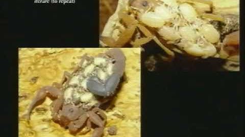 Lecture 13. Conclusion (Biology 1B, Fall 2010, UC Berkeley)