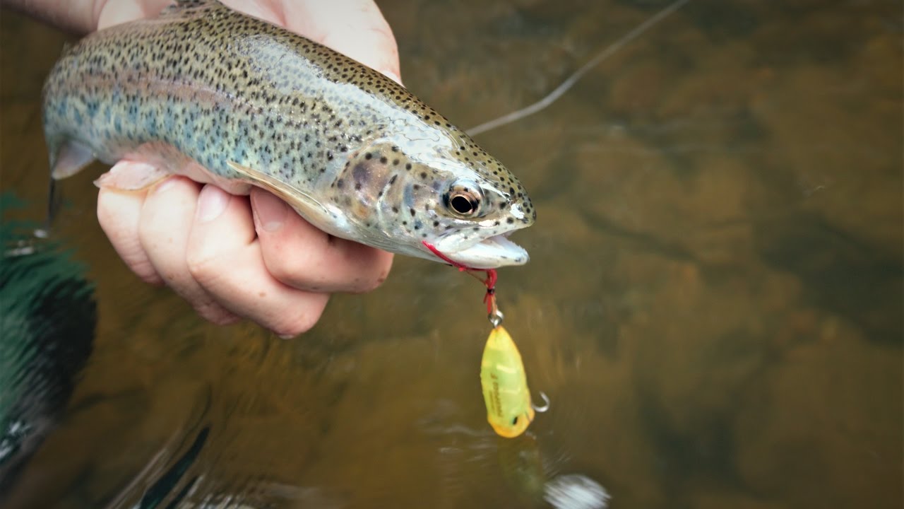 TOPWATER TROUT 