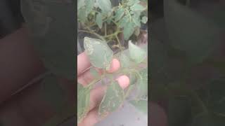 leaf miner virus for Tomato 🍅🍅🍅🍅🍅#pleasesubscribe
